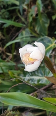 Maxillariinae