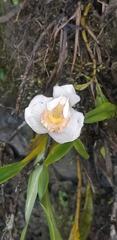Maxillariinae