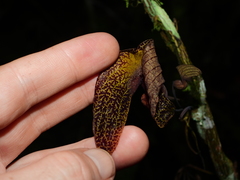 Aristolochia wankeana