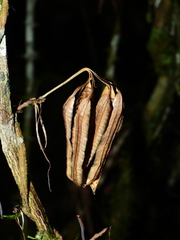 Aristolochia wankeana