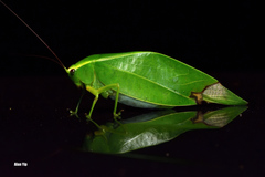 Holochlora bilobata