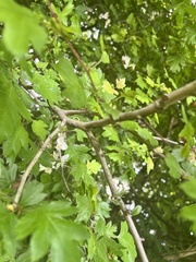 Crataegus