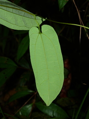 Aristolochia wankeana