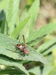 Polistes africanus