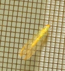 Chrysopa quadripunctata