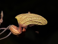 Aristolochia wankeana