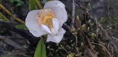 Maxillariinae