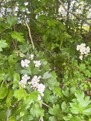 Crataegus