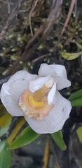Maxillariinae