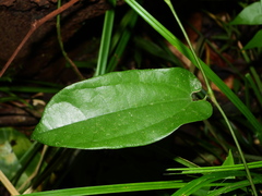 Aristolochia wankeana