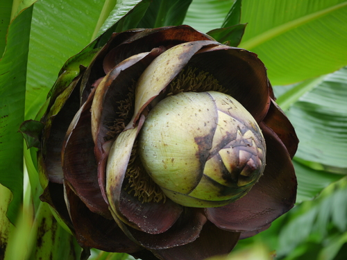 Ensete superbum (Ensete superbum)