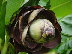 Ensete superbum
