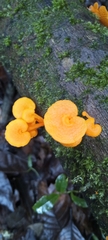 Favolaschia calocera