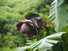 Ensete superbum
