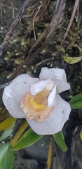 Maxillariinae