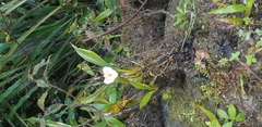 Maxillariinae