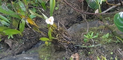 Maxillariinae