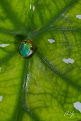 Eurypepla brevilineata