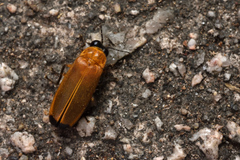 Abscondita terminalis