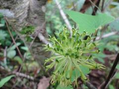 Malaxis brachyrrhynchos