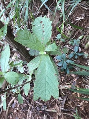 Tarchonanthus trilobus