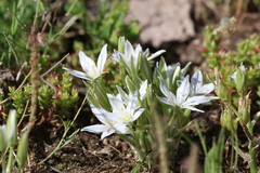 Ornithogalum baeticum