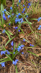 Scilla siberica