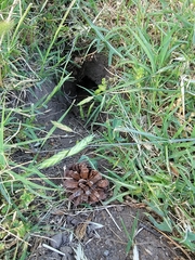 Otospermophilus beecheyi