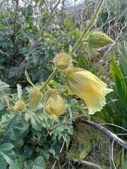 Hibiscus diversifolius