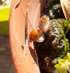 Cycloneda sanguinea