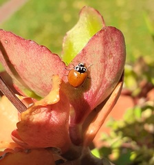 Cycloneda sanguinea