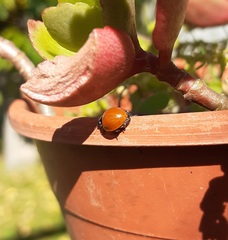 Cycloneda sanguinea