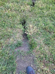 Otospermophilus beecheyi