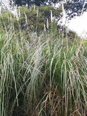 Cortaderia nitida