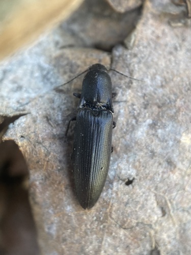 Zwarte speerkniptor, photo 2 of 7
