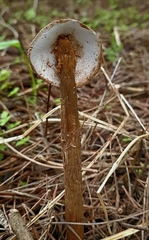 Battarrea phalloides