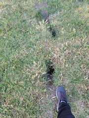 Otospermophilus beecheyi