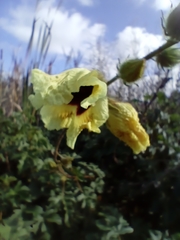 Hibiscus diversifolius
