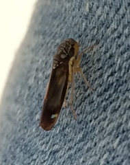 Dilobopterus disparulus