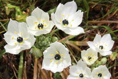 Ornithogalum arabicum