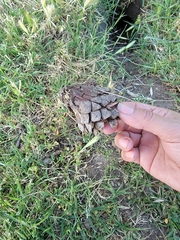 Otospermophilus beecheyi