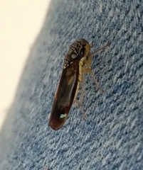 Dilobopterus disparulus