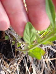 Scutellaria arenicola