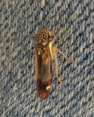 Dilobopterus disparulus