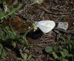 Leptidea juvernica