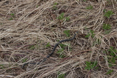 Natrix natrix