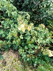 Hibiscus diversifolius