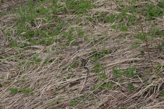 Natrix natrix