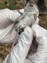 Peromyscus gossypinus