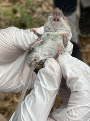 Peromyscus gossypinus